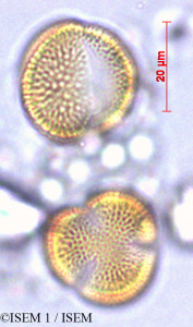 Weberbauera spathulifolia - lame n° 29001